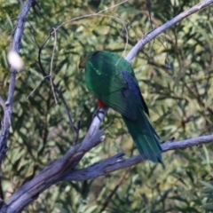 Alisterus scapularis at QPRC LGA - 27 May 2024 01:30 PM