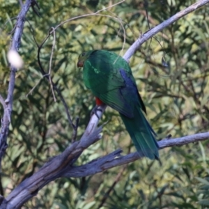 Alisterus scapularis at QPRC LGA - 27 May 2024