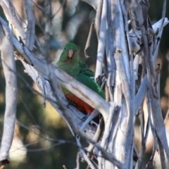 Alisterus scapularis at QPRC LGA - 27 May 2024