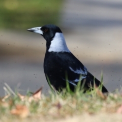 Gymnorhina tibicen at Karabar, NSW - 27 May 2024 by RodDeb