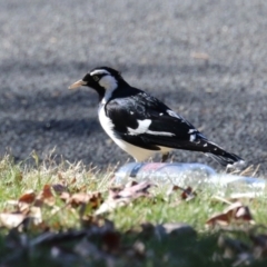 Grallina cyanoleuca (Magpie-lark) at QPRC LGA - 27 May 2024 by RodDeb