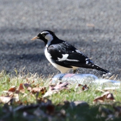 Grallina cyanoleuca at Karabar, NSW - 27 May 2024 by RodDeb