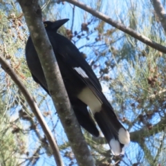 Strepera graculina (Pied Currawong) at Karabar, NSW - 27 May 2024 by RodDeb