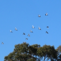 Columba livia (Rock Dove (Feral Pigeon)) at Karabar, NSW - 27 May 2024 by RodDeb