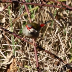 Neochmia temporalis (Red-browed Finch) at Karabar, NSW - 27 May 2024 by RodDeb