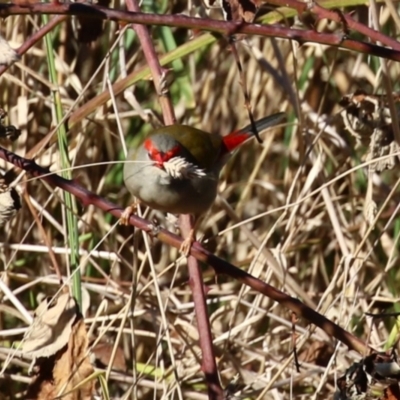 Neochmia temporalis (Red-browed Finch) at QPRC LGA - 27 May 2024 by RodDeb