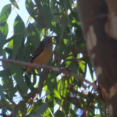 Pardalotus punctatus at QPRC LGA - 27 May 2024 by RodDeb