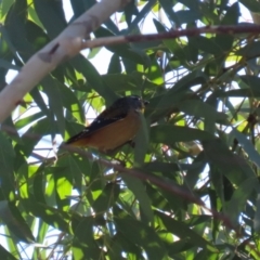 Pardalotus punctatus at BAR201: Doyle Reserve S  - 27 May 2024 01:17 PM