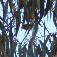 Acanthiza lineata at Karabar, NSW - 27 May 2024 by RodDeb