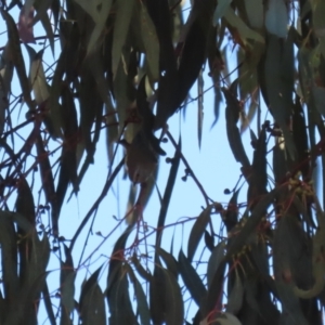 Acanthiza lineata at QPRC LGA - 27 May 2024