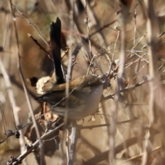 Malurus cyaneus (Superb Fairywren) at Karabar, NSW - 27 May 2024 by RodDeb