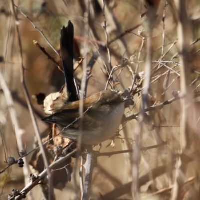 Malurus cyaneus (Superb Fairywren) at QPRC LGA - 27 May 2024 by RodDeb