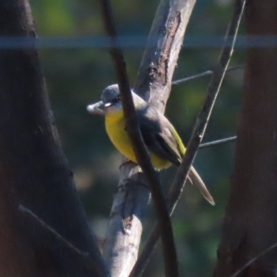 Eopsaltria australis (Eastern Yellow Robin) at Karabar, NSW - 27 May 2024 by RodDeb