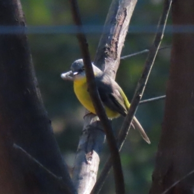 Eopsaltria australis at Karabar, NSW - 27 May 2024 by RodDeb