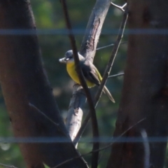 Eopsaltria australis at QPRC LGA - 27 May 2024