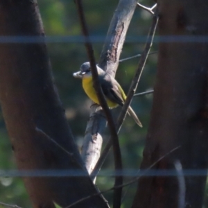 Eopsaltria australis at QPRC LGA - 27 May 2024