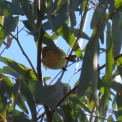 Acanthiza nana (Yellow Thornbill) at Karabar, NSW - 27 May 2024 by RodDeb