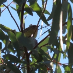 Acanthiza nana at QPRC LGA - 27 May 2024