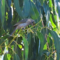 Caligavis chrysops (Yellow-faced Honeyeater) at Karabar, NSW - 27 May 2024 by RodDeb