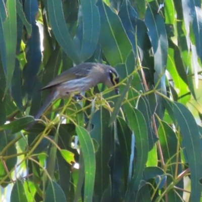 Caligavis chrysops at Karabar, NSW - 27 May 2024 by RodDeb