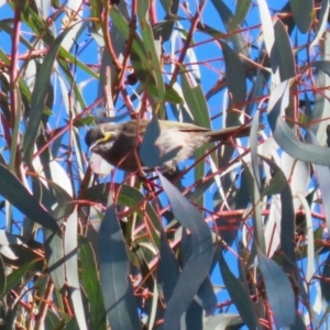 Caligavis chrysops at QPRC LGA - 27 May 2024