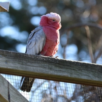 Eolophus roseicapilla at QPRC LGA - 27 May 2024 by RodDeb