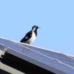 Grallina cyanoleuca at Karabar, NSW - 27 May 2024 by RodDeb