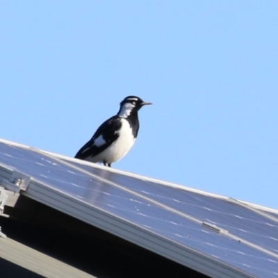 Grallina cyanoleuca at Karabar, NSW - 27 May 2024 by RodDeb