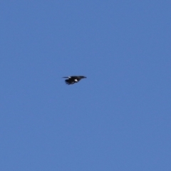 Strepera graculina (Pied Currawong) at Barracks Flat Drive Reserve - 27 May 2024 by RodDeb