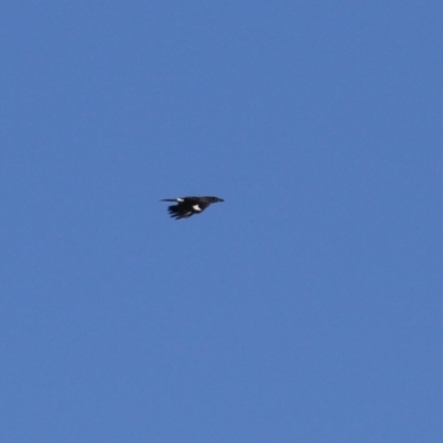 Strepera graculina (Pied Currawong) at Karabar, NSW - 27 May 2024 by RodDeb