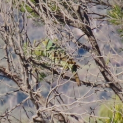 Ptilonorhynchus violaceus at Karabar, NSW - 27 May 2024 by RodDeb