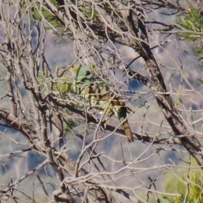 Ptilonorhynchus violaceus at QPRC LGA - 27 May 2024 by RodDeb