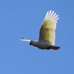 Cacatua galerita (Sulphur-crested Cockatoo) at Greenleigh, NSW - 27 May 2024 by RodDeb