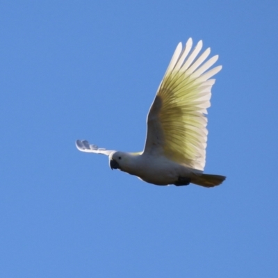 Cacatua galerita (Sulphur-crested Cockatoo) at Greenleigh, NSW - 27 May 2024 by RodDeb