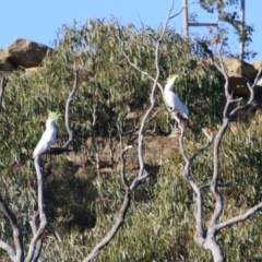 Cacatua galerita at QPRC LGA - 27 May 2024 02:34 PM