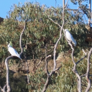 Cacatua galerita at QPRC LGA - 27 May 2024 02:34 PM