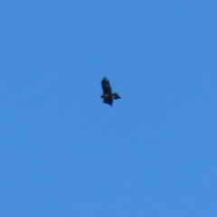 Aquila audax (Wedge-tailed Eagle) at Greenleigh, NSW - 27 May 2024 by RodDeb