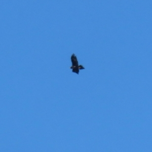 Aquila audax at QPRC LGA - 27 May 2024 02:32 PM