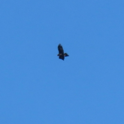 Aquila audax (Wedge-tailed Eagle) at Greenleigh, NSW - 27 May 2024 by RodDeb
