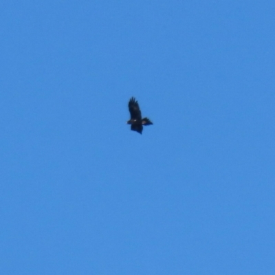 Aquila audax (Wedge-tailed Eagle) at QPRC LGA - 27 May 2024 by RodDeb