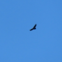 Aquila audax at QPRC LGA - 27 May 2024 02:32 PM