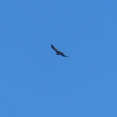 Aquila audax at QPRC LGA - 27 May 2024 02:32 PM