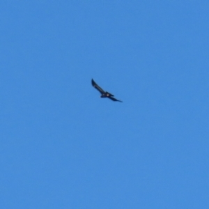 Aquila audax at QPRC LGA - 27 May 2024 02:32 PM