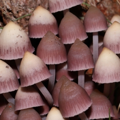 Mycena 'clarkeana group' at Gibraltar Pines - 26 May 2024 by TimL