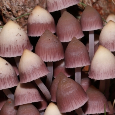 Mycena 'clarkeana group' at Kambah, ACT - 26 May 2024 by TimL