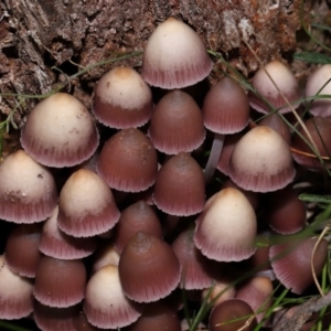 Mycena 'clarkeana group' at Gibraltar Pines - 26 May 2024