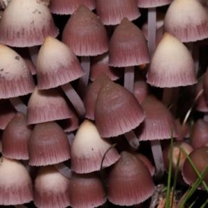 Mycena 'clarkeana group' at Gibraltar Pines - 26 May 2024