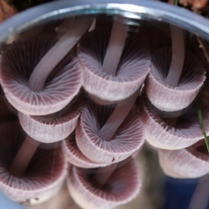 Mycena 'clarkeana group' at Gibraltar Pines - 26 May 2024