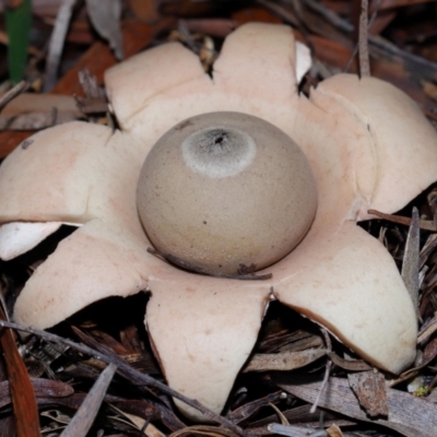 Unidentified Spore sac on a star-like base [earthstars] at ANBG - 27 May 2024 by TimL