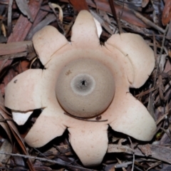 Geastrum sp. at Undefined Area - 27 May 2024 12:42 PM